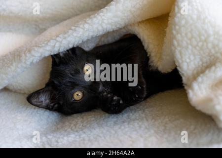 Zwei Monate altes schwarzes Kätzchen, Mr. Pickles, guckt aus einer Decke (PR) Stockfoto