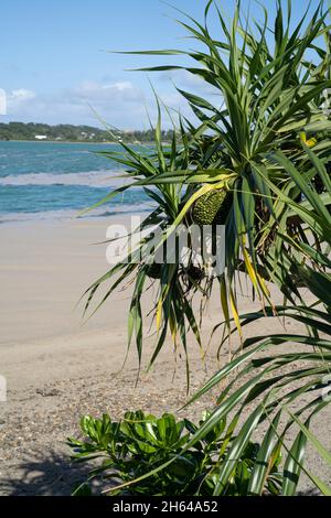 Nakijin, Okinawa, Japan. Strände, die nach einem Vulkanausbruch unter Wasser in der Nähe der Ogasawara-Inseln mit Bimsstein bedeckt waren. Bimsstein schwimmt auf der Oberfläche des Ozeans. Stockfoto