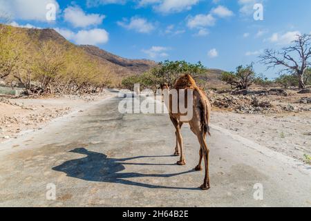 Kamele auf einer Straße im Wadi Dharbat in der Nähe von Salalah, Oman Stockfoto