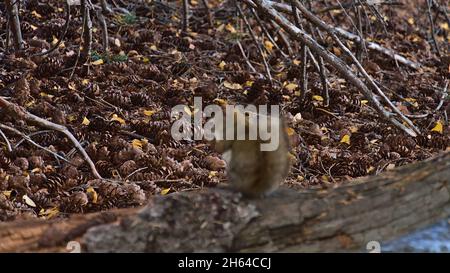 Verschwommenes amerikanisches Rothörnchen (Tamiasciurus hudsonicus), das auf einem Baumstamm im Wald im Jasper National Park, Alberta, Kanada, in den Rockies sitzt. Stockfoto