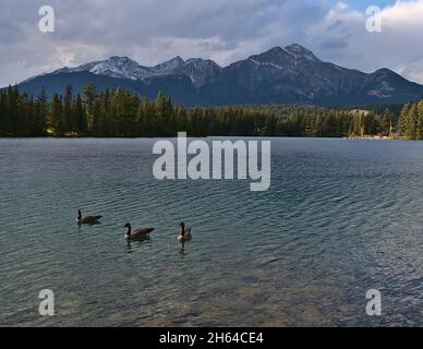 Drei Gänse schwimmen im ruhigen Wasser des Beauvert Lake in Jasper, Alberta, Kanada, umgeben von Wäldern in den Rocky Mountains mit Pyramid Mountain. Stockfoto