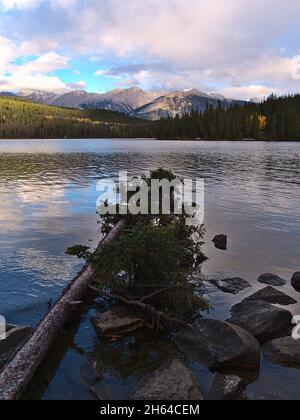 Wunderschöne Aussicht auf den gefallenen Baum am Ufer des beliebten Pyramid Lake im Jasper National Park, Alberta, Kanada, in den Rocky Mountains im Herbst. Stockfoto