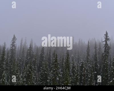 Mystische Landschaft mit schneebedeckten Nadelwäldern mit den Silhouetten von Bäumen, die im dichten Nebel verschwinden, im Jasper National Park, Alberta, Kanada. Stockfoto