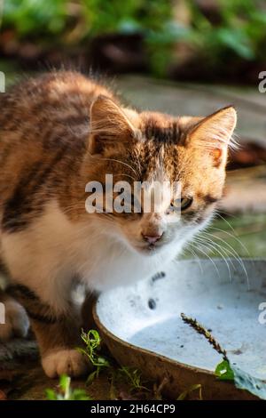Die Katze sitzt und schaut nach vorne. Wildkatze. Stockfoto