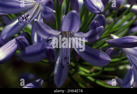 NAHE AUFNAHME EINES BLAUEN AGAPANTHUS, AUCH BEKANNT ALS LILIEN DES TALS ODER AFRIKANISCHE LILIEN. AUSTRALIEN. Stockfoto