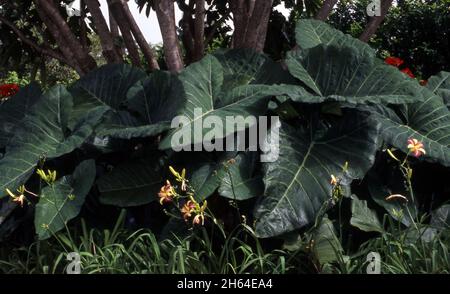 ALOCASIA ESCULENTA, ALLGEMEIN BEKANNT ALS DIE ELEFANTENOHRPFLANZE, DIE GROSSE BLÄTTER IN FORM EINES OHRES HAT. Stockfoto