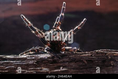 SYDNEY FUNNEL WEB SPIDER (ATRAX ROBUSTUS) IN EINER WARNUNG HALTUNG Stockfoto