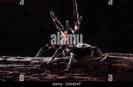 SYDNEY FUNNEL WEB SPIDER (ATRAX ROBUSTUS) IN EINER WARNUNG HALTUNG Stockfoto