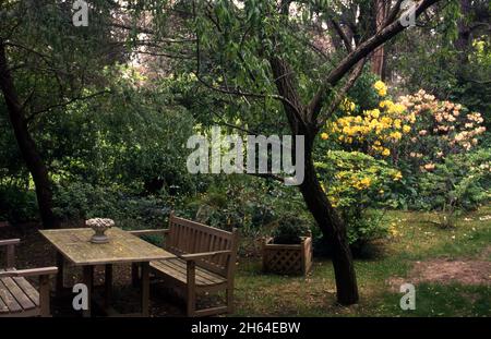 EIN BLAUER BERGGARTEN MIT HOLZTISCH UND STÜHLEN IM FREIEN, VERSCHIEDENEN BÄUMEN UND FARBENFROHEN RHODODENDRON-BÜSCHEN. AUSTRALIEN. Stockfoto