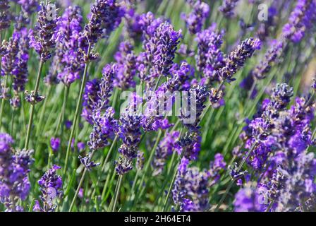 Nahaufnahme von blühenden Lavendelpflanzen mit ausgewähltem Fokus vorne und hinten Stockfoto