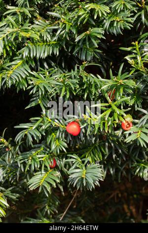 Eibe (Taxus baccata) Baum Hedge Früchte, Beeren, Beeren und Blätter giftig, außer für einige Vögel. Stockfoto