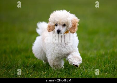 Miniatur Pudel Welpen für einen Spaziergang Stockfoto