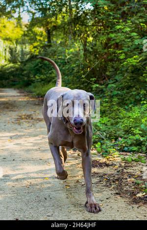 Weimaraner läuft einen Weg entlang, der von Wald umgeben ist. Nahaufnahme des Kopfes eines Jagdhundes, glücklicher Hund an einem sonnigen Tag. Stockfoto