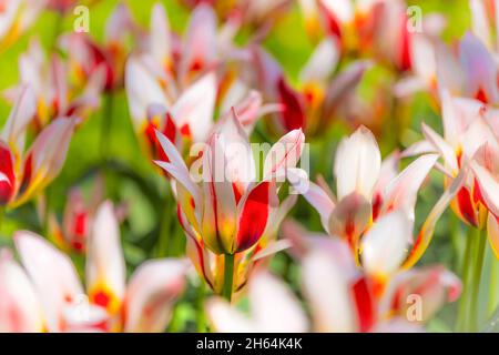 Wunderschöne, leuchtend weiß-rot-gelb-bunte Tulpen auf einem großen Blumenbeet im Stadtgarten. Floraler Hintergrund. Stockfoto