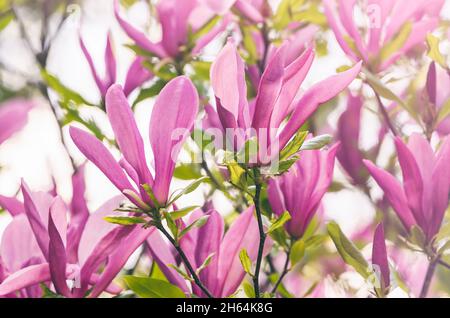 Magnolia soulangeana oder Untertasse Magnolia weiß rosa Blütenbaum Blüte Nahaufnahme selektive Fokus im botanischen Garten, Charkow, Ukraine in den frühen spr Stockfoto