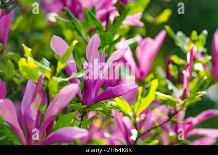 Magnolia soulangeana oder Untertasse Magnolia lila rosa Blütenbaum Blume close up selektive Fokus im botanischen Garten, Charkow, Ukraine in den frühen sp Stockfoto