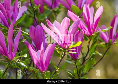 Magnolia soulangeana oder Untertasse Magnolia lila rosa Blütenbaum Blume close up selektive Fokus im botanischen Garten, Charkow, Ukraine in den frühen sp Stockfoto