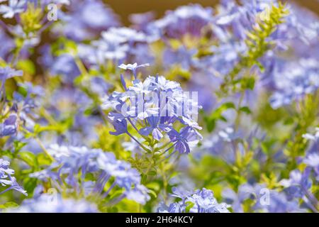 Plumbago blühende Pflanze, bekannt als Plumbago capensis oder blue plumbago, Cape plumbago oder Cape bleikraut. Tropischer immergrüner Blütenstrauch auf den Straßen Stockfoto