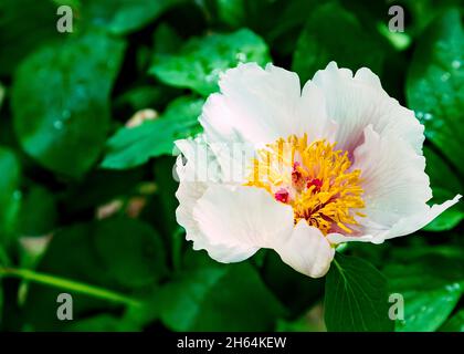 Strahlend weiße Pfingstrose Paeonia obovata im Tau oder Regen Wassertropfen im botanischen Garten aus nächster Nähe. Frühlingshintergrund Stockfoto