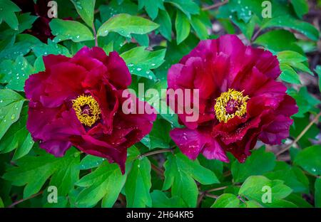 Leuchtend rosa Fuchsia Farbe Pfingstrose zwei Blüten Paeonia suffruticosa oder Baum Pfingstrose in Tau oder regen Wassertropfen. Close up. Frühlingshintergrund Stockfoto