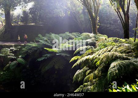 Mutter und Sohn wandern auf einem Pfad durch exotischen Wald in Terra Nostra Garden, Furnas, Sao Miguel Island, Azoren, Portugal Stockfoto