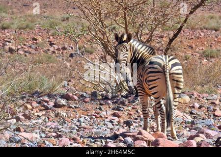 Ein einbunter Zebra (Equus quagga), der in der Hitze der Sonne im NamibRand Nature Reserve in Namibia backt Stockfoto