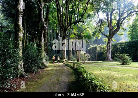 Portugal, Azoren, Sao Miguel, Furnas. Terra Nostra Garden Stockfoto