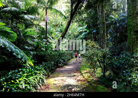 Mutter und Sohn wandern auf einem Pfad durch exotischen Wald in Terra Nostra Garden, Furnas, Sao Miguel Island, Azoren, Portugal Stockfoto