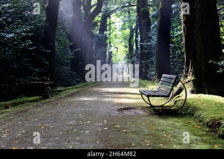 Eine Bank auf einem Pfad durch exotischen Wald in Terra Nostra Garden, Furnas, Sao Miguel Island, Azoren, Portugal Stockfoto