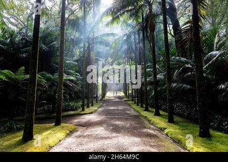 Mutter und Sohn stehen auf dem Weg durch exotische Wälder und unterhalten sich in Terra Nostra Garden, Furnas, Sao Miguel, Azoren, Portugal Stockfoto