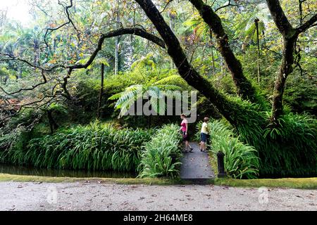 Mutter und Sohn wandern auf einem Pfad durch exotischen Wald in Terra Nostra Garden, Furnas, Sao Miguel Island, Azoren, Portugal Stockfoto