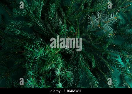 Weihnachtlich grüner Hintergrund. Kiefernzweige, Nadeln und Weihnachtsbäume. Blick von oben. Weihnachten Natur Hintergrund. Dezember-Stimmungskonzept. Speicherplatz kopieren. Stockfoto