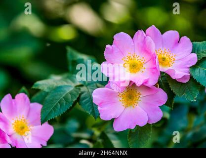 Rosafarbene Blüten einer wilden Rose vor einem Hintergrund aus grünen Blättern. Freier Speicherplatz für Text. Grußkarte. Stockfoto