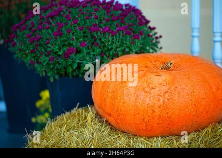 Auf einem Strohballen liegt ein großer Kürbis, und in der Nähe befindet sich ein Busch aus violetten Chrysanthemen. Stillleben im Herbst. Stockfoto