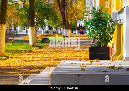 Herbstliche Stadtlandschaft. Gelbe Blätter liegen auf dem Asphaltweg. Stockfoto