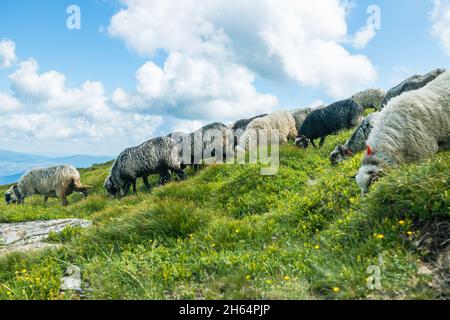 Große Herde von Schafen, die in einem Bergtal grasen Stockfoto