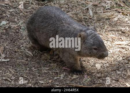 Gewöhnlicher Wombat auf der Suche nach Nahrung Stockfoto