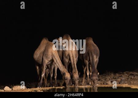 Kamele trinken nachts Wasser aus einem Pool an der Grenze zwischen Israel und der Wüste Sinai in Ägypten Stockfoto