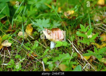 Ein kleiner Russule im Gras im Wald, im Sommer Stockfoto