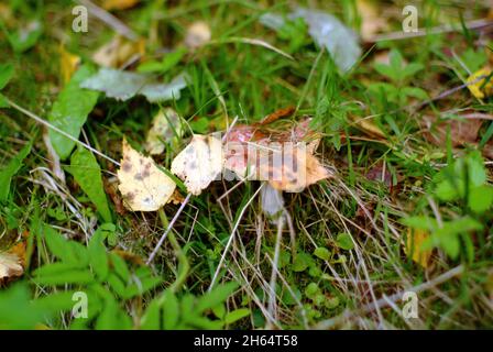 Ein kleiner Russule im Gras im Wald, im Sommer Stockfoto