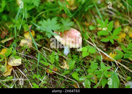 Ein kleiner Russule im Gras im Wald, im Sommer Stockfoto