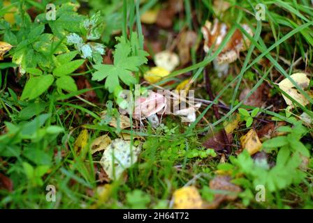 Ein kleiner Russule im Gras im Wald, im Sommer Stockfoto