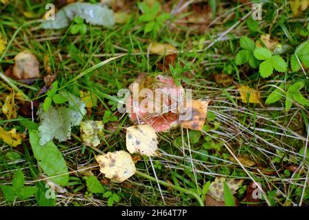 Ein kleiner Russule im Gras im Wald, im Sommer Stockfoto