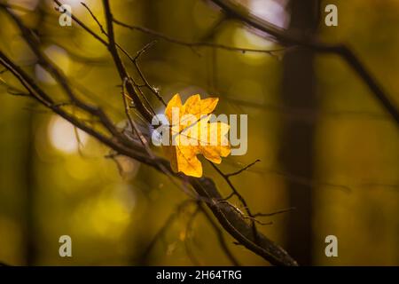 Gelb verblasste Herbstblätter in einem Wald. Selektiver Fokus. Verschwommener Herbst Natur Hintergrund Stockfoto