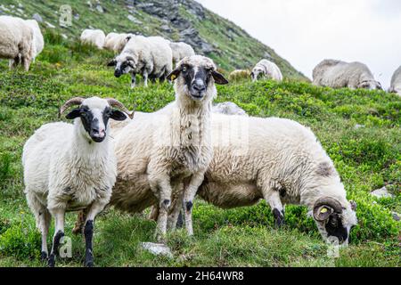 Schwarze Schafe in der Mitte der Farm. Weidende Herde von Suffolk Schafen auf einer grünen Wiese. Stockfoto