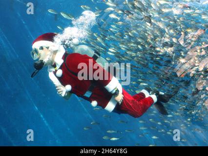 Yokohama, Japan. November 2021. Ein Taucher im Santa-Kostüm schwimmt mit Fischen in einem großen Fischbecken für eine Fütterungsveranstaltung im Hakkeijima Sea Paradise Aquarium in Yokohama, einem Vorort von Tokio am Samstag, den 13. November 2021. Das Aquarium startete eine spezielle Fütterungsschau, um Besucher bis zum Weihnachtstag anzulocken. Quelle: Yoshio Tsunoda/AFLO/Alamy Live News Stockfoto