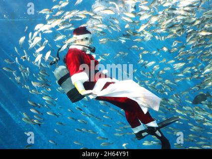 Yokohama, Japan. November 2021. Ein Taucher im Santa-Kostüm schwimmt mit Fischen in einem großen Fischbecken für eine Fütterungsveranstaltung im Hakkeijima Sea Paradise Aquarium in Yokohama, einem Vorort von Tokio am Samstag, den 13. November 2021. Das Aquarium startete eine spezielle Fütterungsschau, um Besucher bis zum Weihnachtstag anzulocken. Quelle: Yoshio Tsunoda/AFLO/Alamy Live News Stockfoto