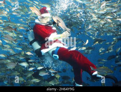 Yokohama, Japan. November 2021. Ein Taucher im Santa-Kostüm schwimmt mit Fischen in einem großen Fischbecken für eine Fütterungsveranstaltung im Hakkeijima Sea Paradise Aquarium in Yokohama, einem Vorort von Tokio am Samstag, den 13. November 2021. Das Aquarium startete eine spezielle Fütterungsschau, um Besucher bis zum Weihnachtstag anzulocken. Quelle: Yoshio Tsunoda/AFLO/Alamy Live News Stockfoto