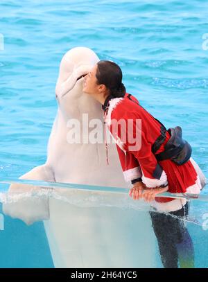 Yokohama, Japan. November 2021. Ein Beluga küsst am Samstag, den 13. November 2021, einem Tiertrainer im Weihnachtskostüm im Hakkeijima Sea Paradise Aquarium in Yokohama, einem Vorort von Tokio. Das Aquarium startete eine Sonderschau, um Besucher bis zum Weihnachtstag anzuziehen. Quelle: Yoshio Tsunoda/AFLO/Alamy Live News Stockfoto