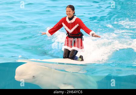 Yokohama, Japan. November 2021. Ein Tiertrainer im Santa-Kostüm reitet am Samstag, den 13. November 2021, in einem großen Fischbecken im Hakkeijima Sea Paradise Aquarium in Yokohama, einem Vorort von Tokio, einen Beluga. Das Aquarium startete eine Sonderschau, um Besucher bis zum Weihnachtstag anzuziehen. Quelle: Yoshio Tsunoda/AFLO/Alamy Live News Stockfoto